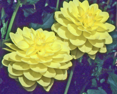 Dahlia ' GLORIE van HEEMSTEDE '  (W.L.) Bakker/Geerlings  NL  1947 (AGM 1993)  RHS Wisley Dahlia Trials  (RHS)